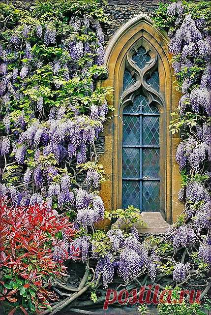 Wisteria Window | Amazing Pictures - Amazing Pictures, Images, Photography from Travels All Aronud the World