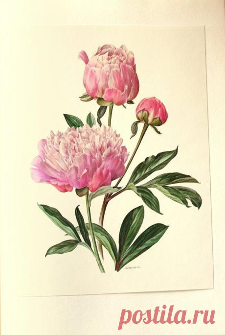 1972 Vintage penoy poster, pink peony print, pink French provincial decor…