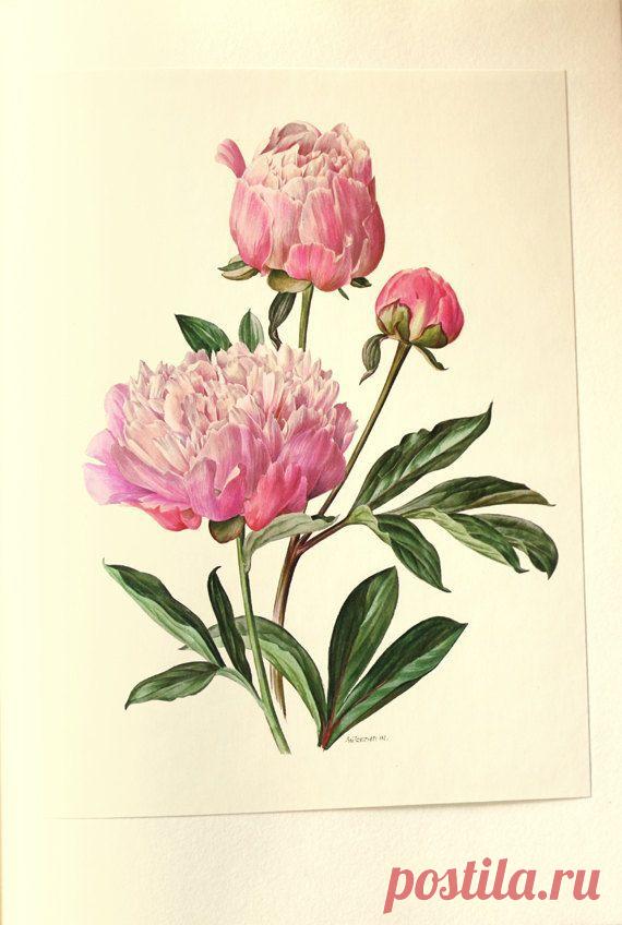 1972 Vintage penoy poster, pink peony print, pink French provincial decor…