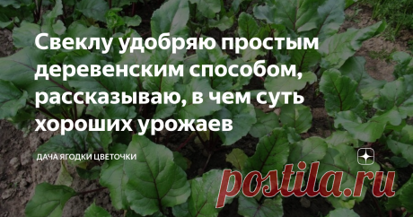 Свеклу удобряю простым деревенским способом, рассказываю, в чем суть хороших урожаев Свекла в грядке
От большинства овощей свекла отличается тем, что любит «покушать», от подкормок никогда не откажется. В то же время у нее есть такое свойство, как накапливать нитраты. Как найти ту золотую середину в подкормках, чтобы удалось вырастить хороший урожай свеклы?
О посадке свеклы весной написано в моей статье здесь.
Грядку для посадки свеклы готовлю с осени, при перекопке добавляю