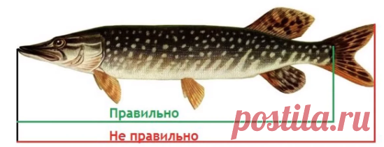 Список рыб, которых можно ловить без ограничений по новому рыболовному закону | Рыбалка XXI века | Яндекс Дзен