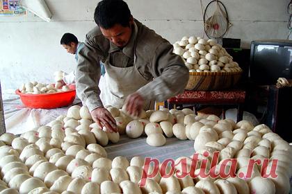 Возросшая любовь китайцев к хлебу обернулась выгодой для России. Китайцы полюбили хлеб и начали больше его употреблять. Это повышает импорт пшеницы в страну и поддерживают мировые цены. Импорт пшеницы в Китай в 2021 году взлетел на 17 процентов, до 9,8 миллиона тонн. В основном такая тенденция связана с использованием пшеницы в качестве фуража на фоне высоких цен на кукурузою