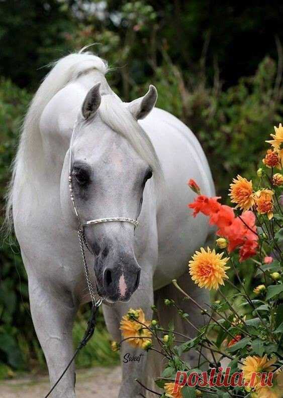 ღ