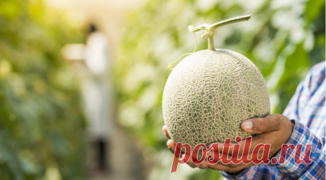 Лечебные свойства дыни Дыня – продукт уникальный. Главное ее достоинство – самодостаточность: дыню можно и нужно есть саму по себе, без каких-либо приправ и добавок. Вы будете наслаждаться волшебным вкусом и ароматом, а тем временем ваша кожа будет разглаживаться и молодеть, волосы и ногти – укрепляться, настроение –...