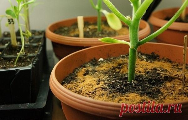 Корица — отличное удобрение и стимулятор роста многих растений
Что будет, если добавить ложку корицы в горшок к растению Знаете ли вы, что простая ложка корицы может спасти комнатное растение от гибели. Мало кто знает, что корица — отличное удобрение и стимулятор роста многих растений. Если ты подрезаешь корни растения при пересадке, слегка присыпь их ароматной специей. Она обладает дезинфицирующим действием и поможет растению […]
Читай пост далее на сайте. Жми ⏫ссылку выше