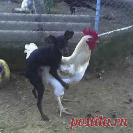 Так появляются "Чупакабры"..))))))😀