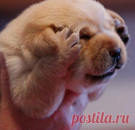#животные