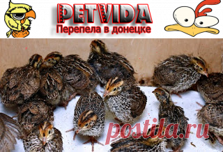 Как сформировать семью перепелов
