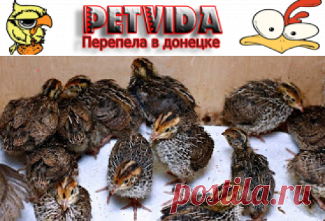 Как сформировать семью перепелов