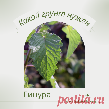 Гинура. Какой грунт нужен? Интересуетесь Гинура. Какой грунт нужен? ? Узнайте о разнообразных представителях этого вида, их уникальных особенностях и преимуществах. Получите полезные советы по уходу за Гинура. Какой грунт нужен? в домашних условиях, включая требования к освещению, поливу, температуре и влажности.