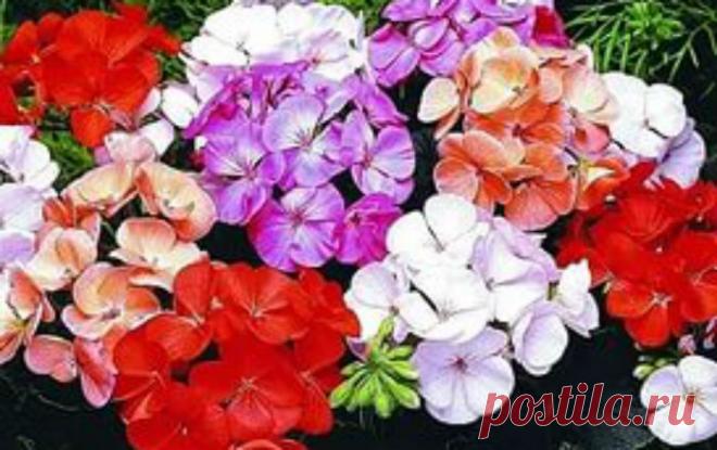 Герань — зеленый оберег!