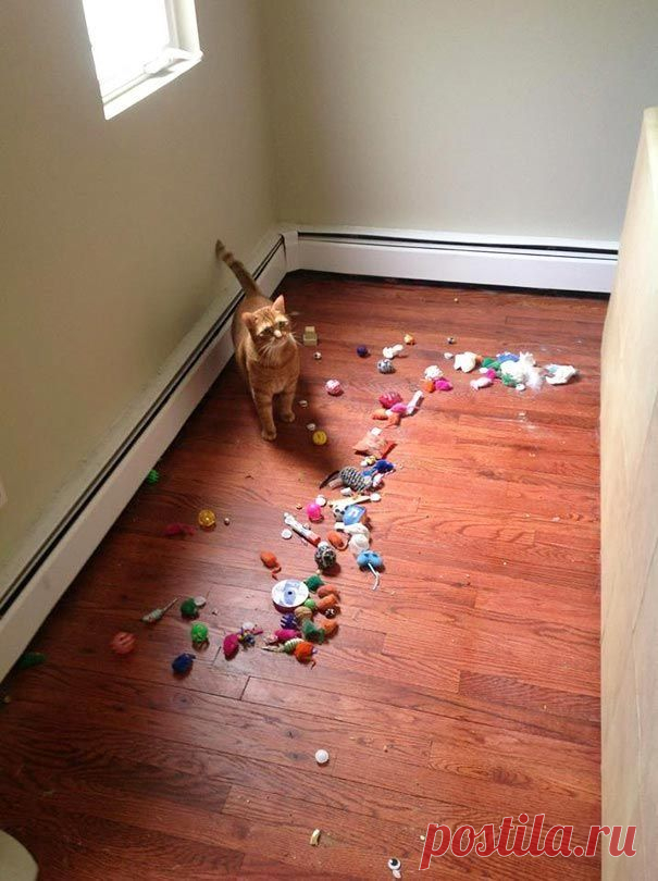 18 котов-воришек, вместе со своими сокровищами / Питомцы