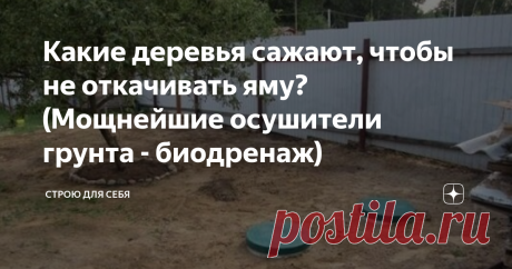 Какие деревья сажают, чтобы не откачивать яму? (Мощнейшие осушители грунта - биодренаж) Данная статья посвящена осушению грунта выгребных ям - но это всего лишь частный случай. Естественным образом, за счет растений, осушать территорию реально не только вблизи выгребных ям, но даже если участок или его часть находится в низине и страдает от проливных дождей или таяния снега весной или очень высокого УГВ