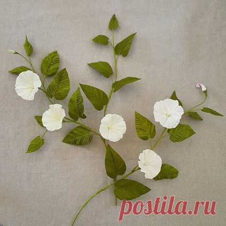 Bindweed.  #convolvulus