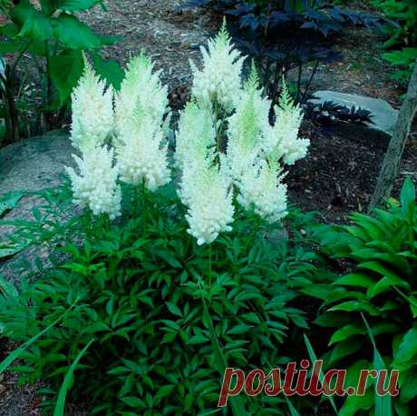 Многолетний садовый цветок Астильба (Astilbe). Многолетнее травянистое корневищное растение высотой до 100 см. Стебли прямостоячие, листья двоякоперистые. Цветки белые, розовые, красные или сиреневые собраны в изящную метелку. Цветет с конца июля по сентябрь.
Основные виды.
В декоративном садоводстве насчитывается около 200 сортов, имеющих сложное гибридное происхождение на основе следующих видов: а.Арендса (A.arendsii) а.китайская (A.chinensis), а.японская (A.japonica).
