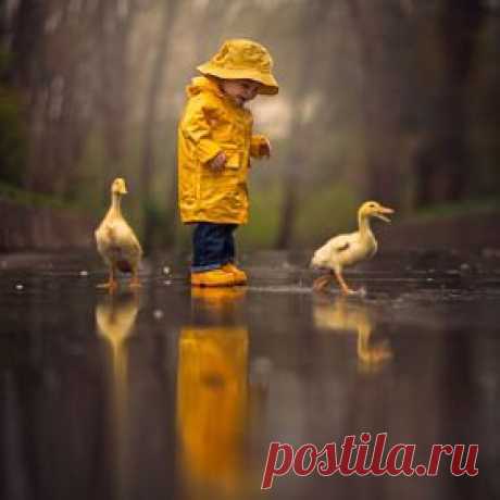 Желторотики