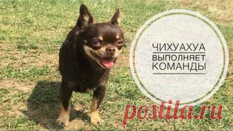Чихуахуа выполняет более 60 команд! Dog tricks and fun by chihuahua!