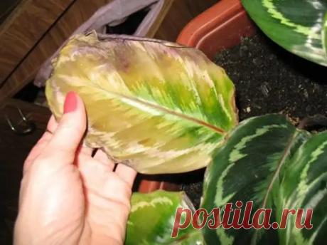 Экстренная помощь для Комнатных растений - Огород, сад, балкон - медиаплатформа МирТесен