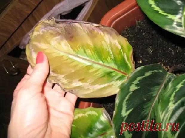 Экстренная помощь для Комнатных растений - Огород, сад, балкон - медиаплатформа МирТесен