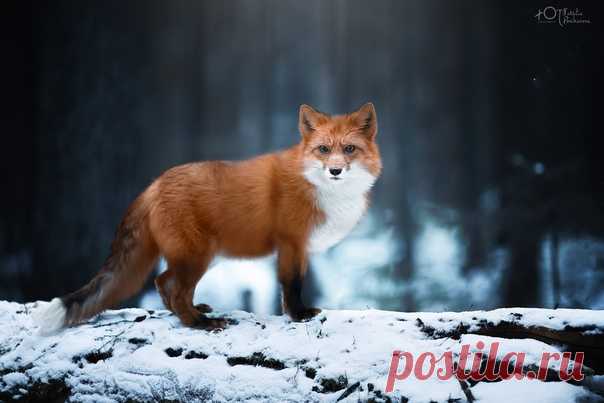 Пронзительный взгляд рыжей красотки в кадре Наталии Поникаровой: nat-geo.ru/community/user/223737