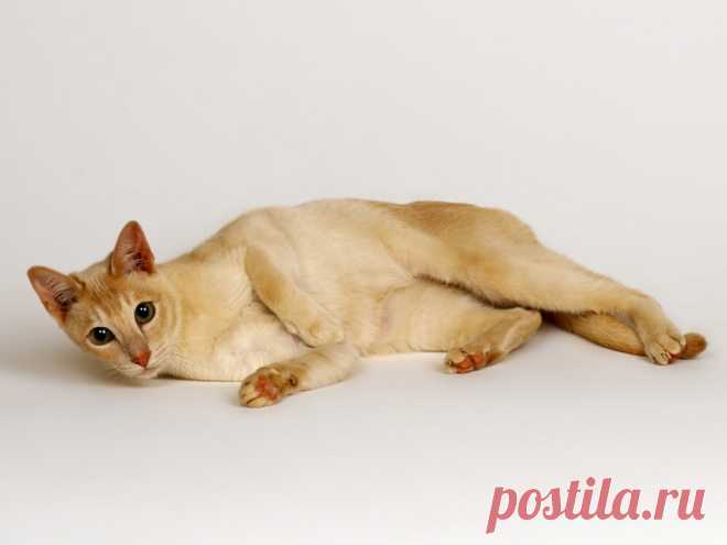 обои Кошки 13 - 100 фото. Фотографии Wallpaper Man.