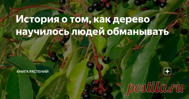 История о том, как дерево научилось людей обманывать Приветствую любителей играть в игру 