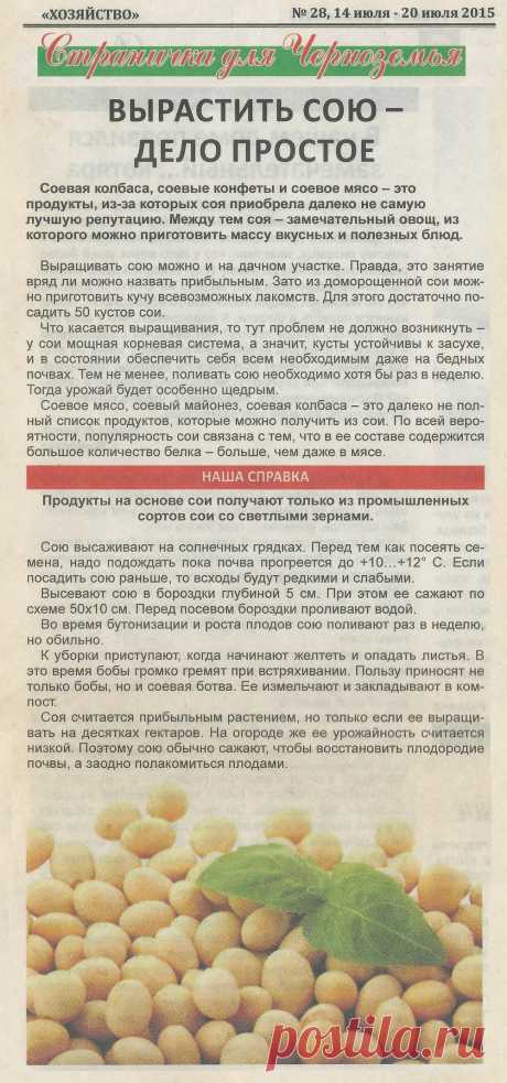 Вырастить сою - дело простое