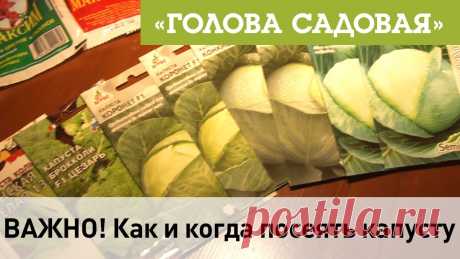 Голова садовая - важно! как и когда посеять капусту. Капуста белокочанная.