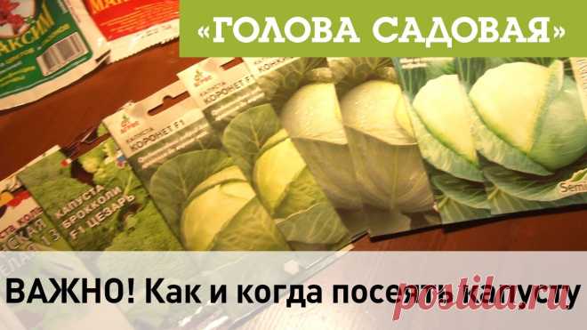Голова садовая - важно! как и когда посеять капусту. Капуста белокочанная.