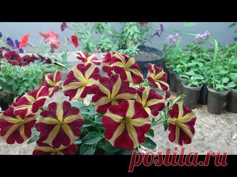 КАК ПРИЩИПЫВАТЬ ПЕТУНИЮ Чтобы ПЫШНО ЦВЕЛА💖Прищипка петунии