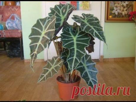 Алоказия из семейства ароидных. Особенности содержания в домашних условиях - YouTube