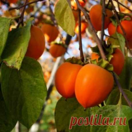 Хурма парадно шествует на север!