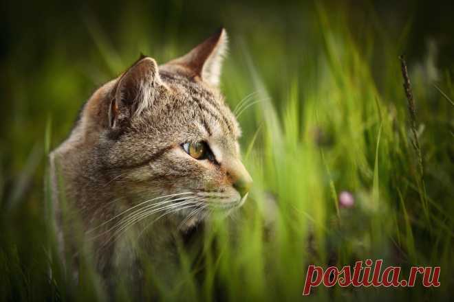 500px / Eye of the hunter by Seiji Mamiya