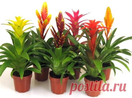 Bromelia.jpg (800×595)