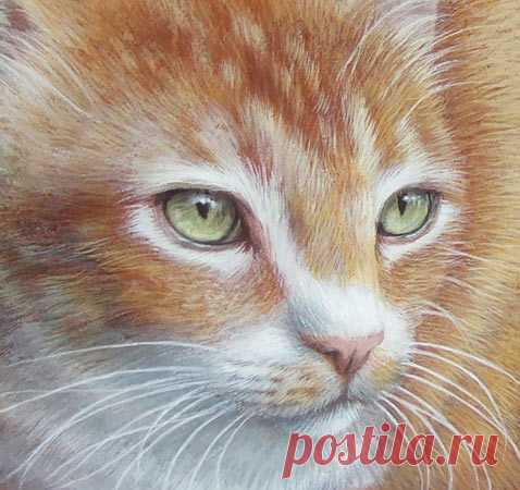 Портрет Бахуса су Сассо, фантастического оранжевого кота!