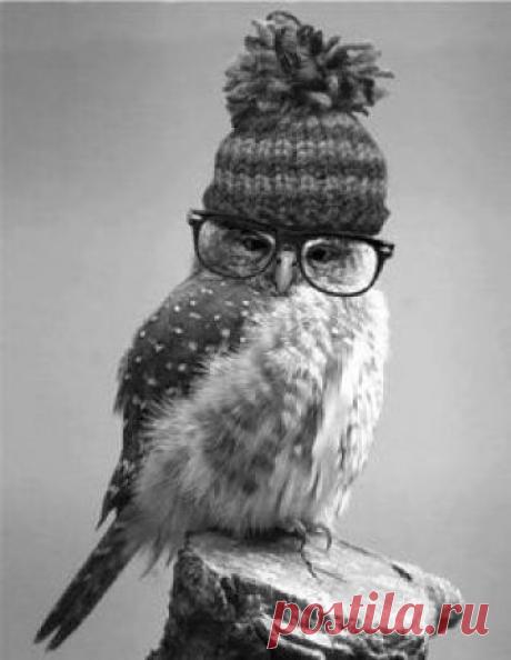 Cute owl! #CuteOwl #BeWiser #BeWiserInsurance