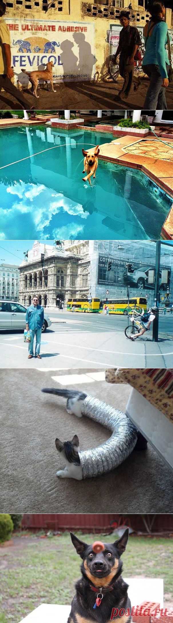 Шикарные снимки, сделанные в нужный момент / Всё самое лучшее из интернета