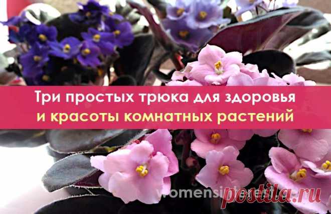 Три простых трюка для здоровья и красоты комнатных растений. Они оживут и зацветут! Сегодня мы поделимся с вами простыми трюками, которые помогут поддерживать растения в прекрасной форме, чтобы они были здоровыми и сильными. Для этого не нужно спешить в специализированный магазин: всё, что для этого нужно, есть на каждой кухне.