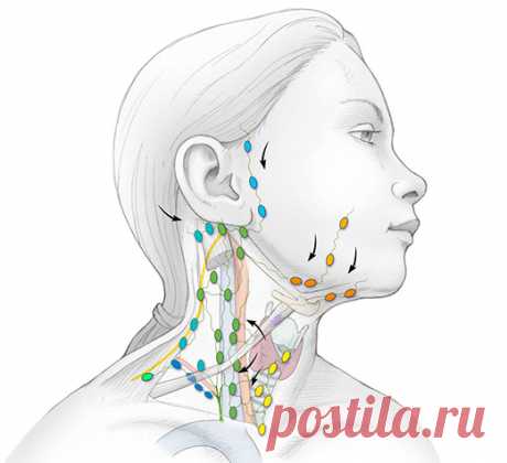 ОЧИЩЕНИЕ ЛИМФЫ: Золотые рецепты фитотерапии ~ Шкатулка рецептов
