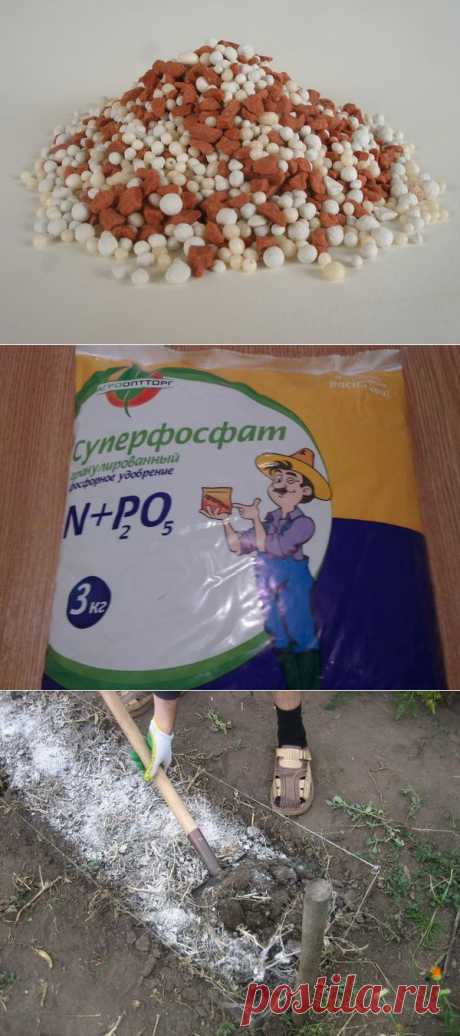 Суперфосфат и как его применять / Журнал садовода Alensel / 7dach.ru
