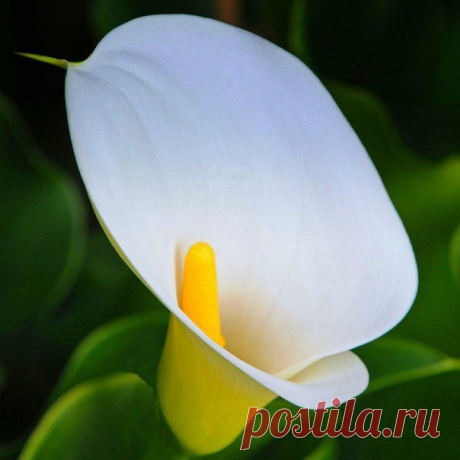 хх