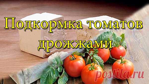 Дрожжевая подкормка для помидор. 7 рецептов подкормки помидор дрожжами. | Красивый Дом и Сад