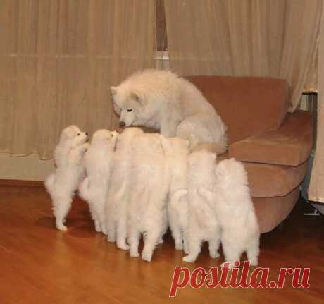 25 фотографий самоедов, которые заставят вас улыбнуться
