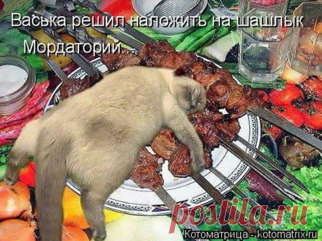 Котоматрица - .