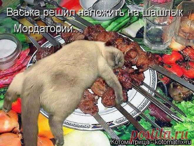 Котоматрица - .
