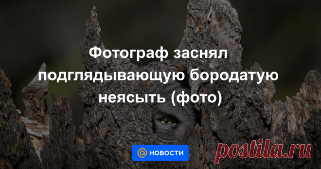 Фотограф заснял подглядывающую бородатую неясыть (фото) Увидеть гнездо этой птицы удается редко.