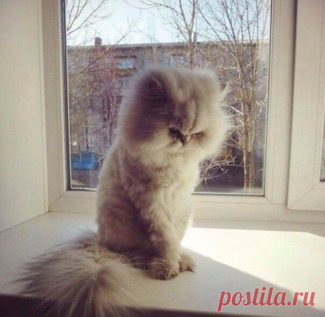 Как выглядит обижулька: 35 животных, перед которыми вы очень провинились