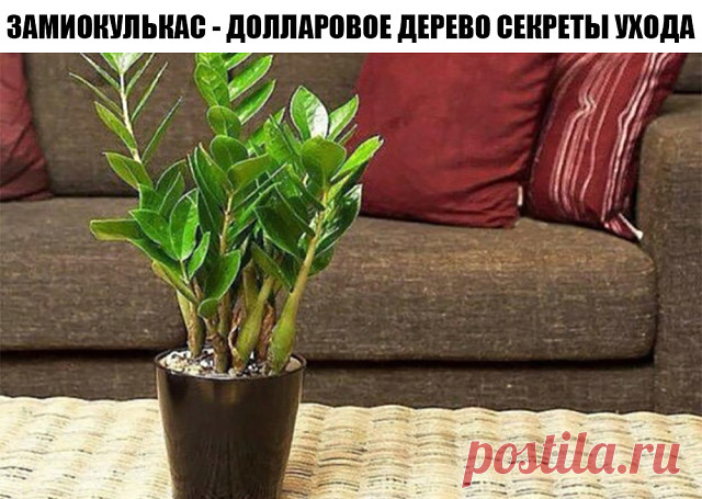 ЗАМИОКУЛЬКАС - ДОЛЛАРОВОЕ ДЕРЕВО
СЕКРЕТЫ УХОДА

Прекрасное, вечнозеленое растение с блестящими, мясистыми тёмно-зелёными листьями. При хорошем уходе растение достигает до 1- 1,5 метра в длину и уже успело зарекомендовать себя как одно из самых красивейших и благородных комнатных растений. 
В простонародье зеленого красавца с мощным клубнеобразным корневищем называют просто – долларовое или денежное растение. Догадались, о каком растении идет речь?! Да, действительно, это о...
