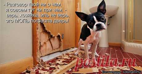 Большая свежая январская котоматрица
