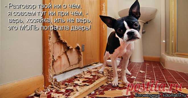 Большая свежая январская котоматрица